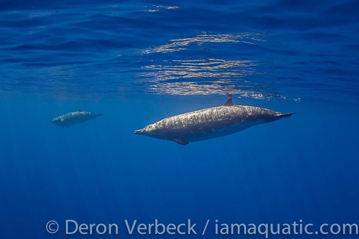 Freediving Encounter with Rare Blainville’s Beaked Whale - PURAKAI