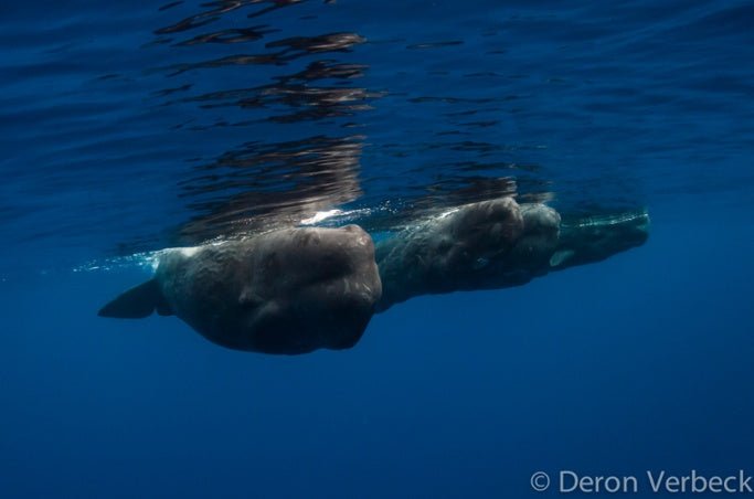 Freediving with Sperm Whales in Kona, Hawaii - PURAKAI
