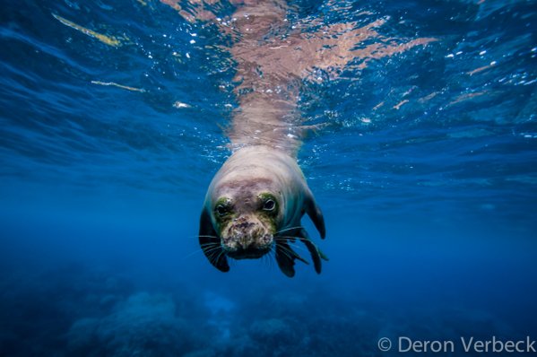 Labor of Love - Freediving with an Endangered Hawaiian Monk Seal - PURAKAI