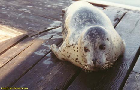 My Conversation with a Seal - PURAKAI