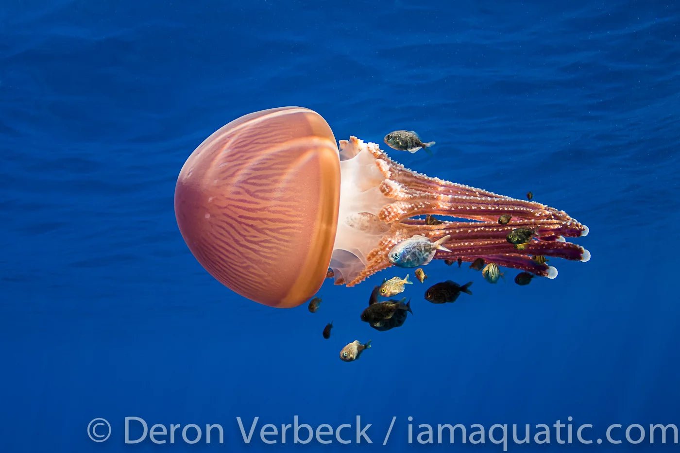 On the Sea with Cascadia Research - Rare Whales, Jellyfish & Glass Float - PURAKAI