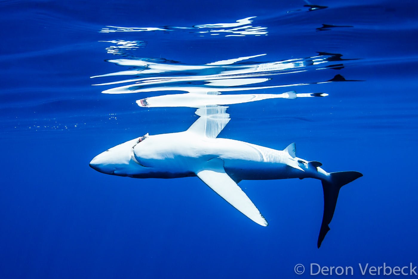 The 7 Biggest Threats to Our Oceans: Threat #2 Predator Depletion - PURAKAI