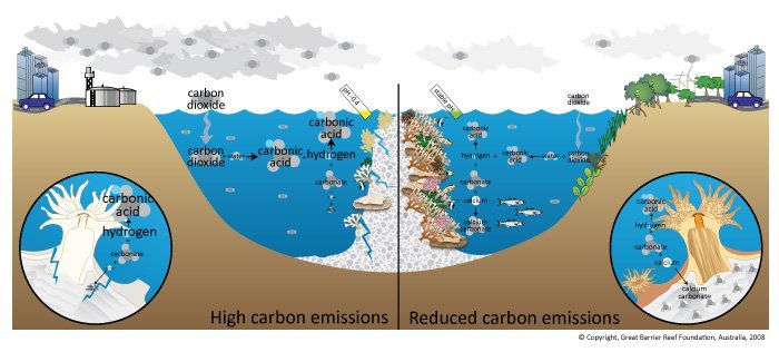 The 7 Biggest Threats to Our Oceans: Threat #3 Dying Coral Reefs - PURAKAI