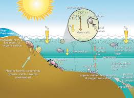 The 7 Biggest Threats to Our Oceans: Threat #4 Dead Zones - PURAKAI