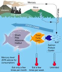 The 7 Biggest Threats to Our Oceans: Threat #5 Mercury Pollution in our Oceans - PURAKAI