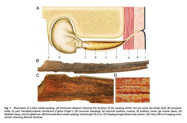 The Connection Between Blue Whales and Organic Cotton Clothing - PURAKAI