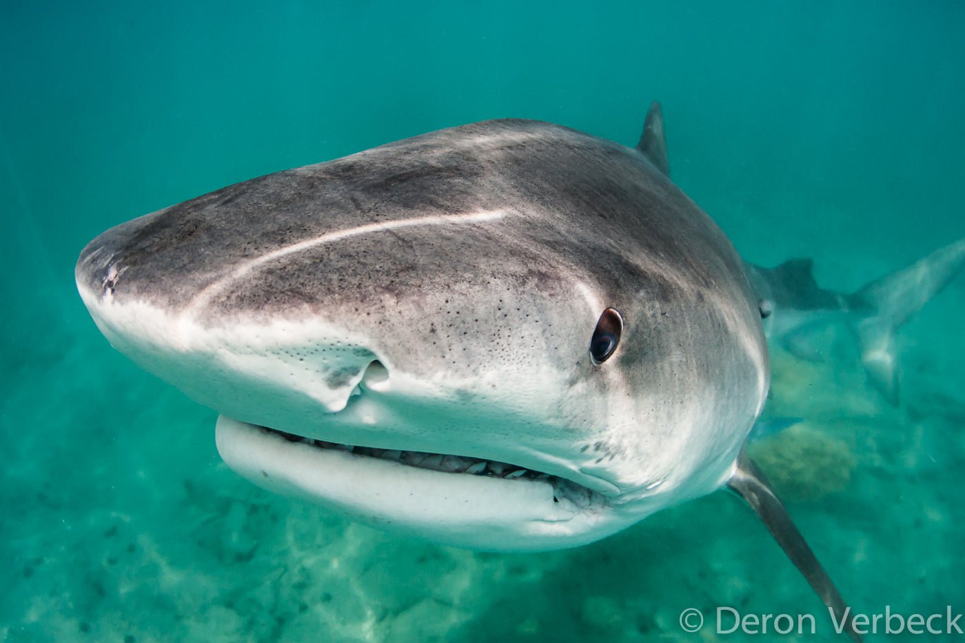 The Story of the Tiger Shark, Mahi Mahi Carcass & The Freediver - PURAKAI