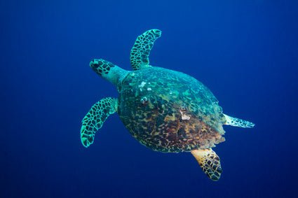Why Saving Sea Turtles is Important - PURAKAI