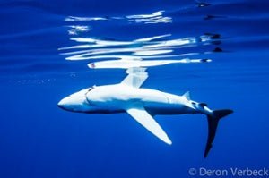 Witness to a Tragedy: Finding Beauty in the Death of a Blue Shark - PURAKAI